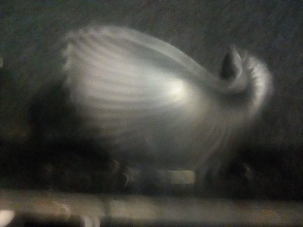 Ranfurly Vase