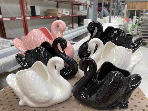 Black, pink and white swans