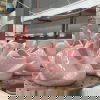 Pink swans
